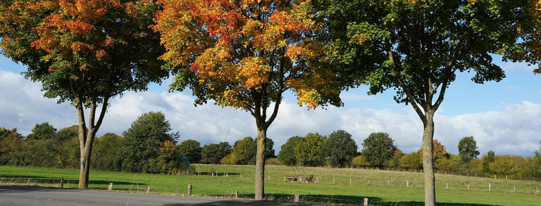 Drei Bäume mit herbstlich gefärbtem Laub stehen an einer Straße in einer offenen Landschaft