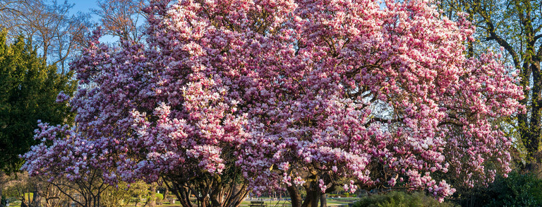 Großer Magnolienbaum in einer Parklandschaft an einem sonnigen Frühlingstag