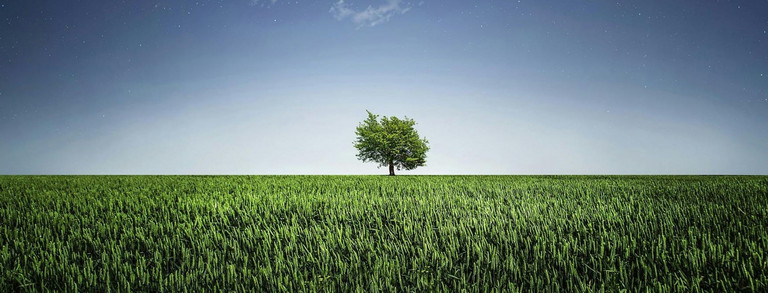 Einzelner Baum auf einem grünen Feld unter blauem Himmel